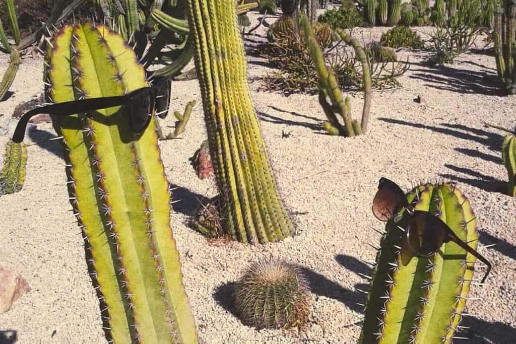 Cactus in Montjuïc's gardens, one of the natural spots in Barcelona