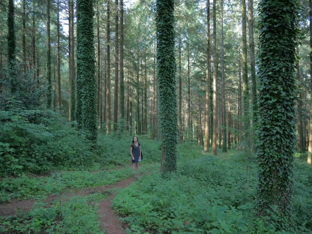 A person walking in the forest where the Cabanes als Arbres treehouses are located