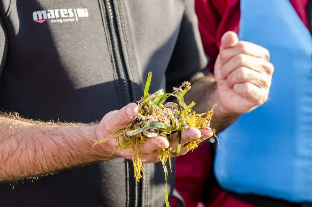 A botanist holding an algae in his hand