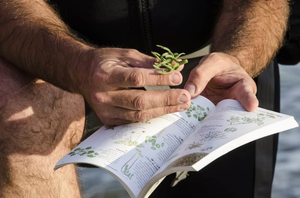 A person showing an algae after foraging it