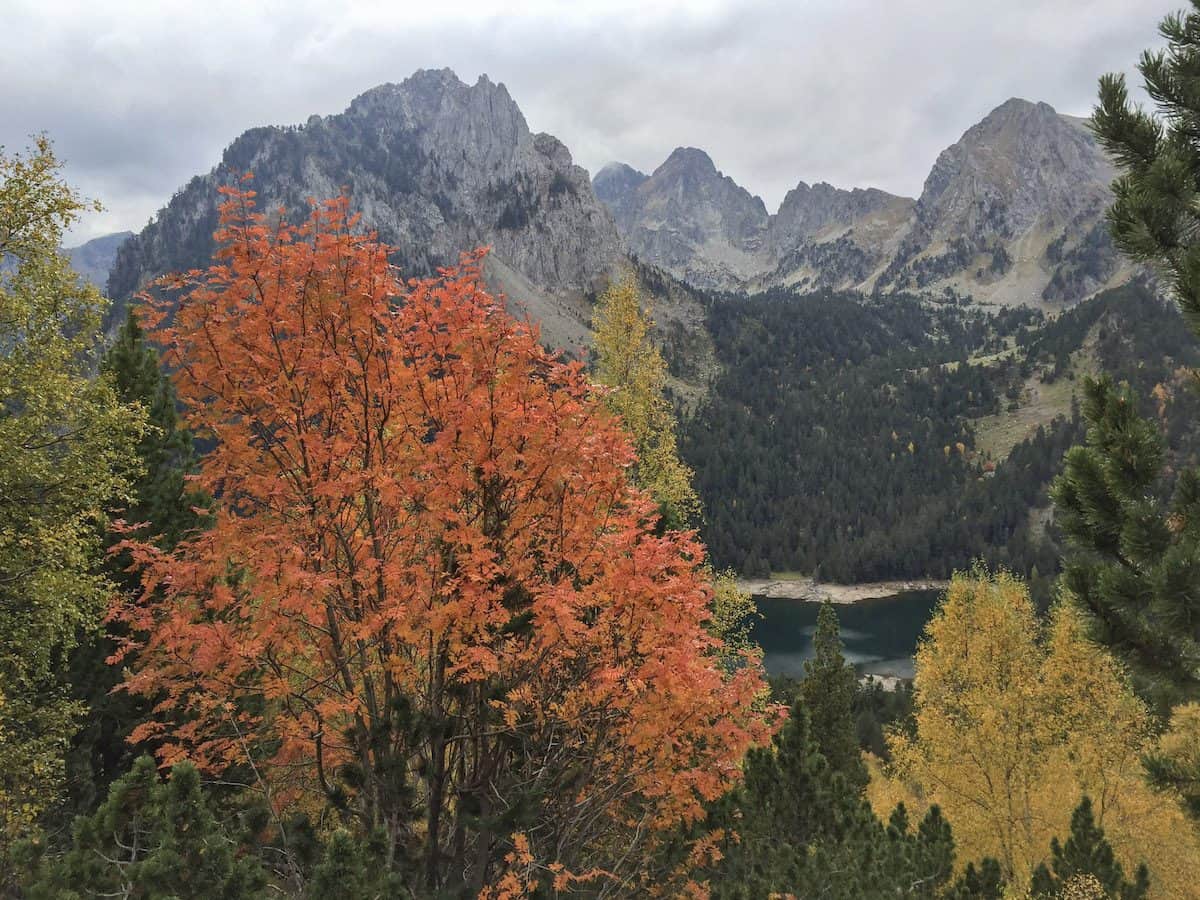 Autumn trees in the Catalan Pyrenees
