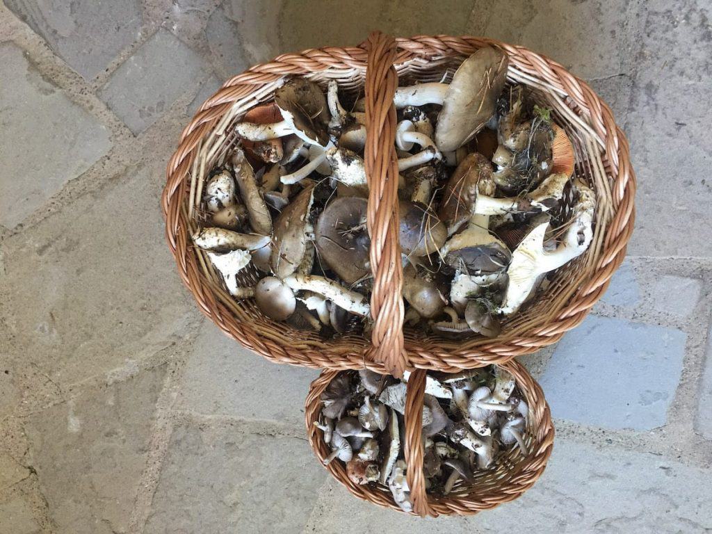 Two baskets of mushrooms