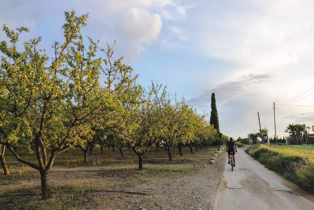 A cyclist next to an olive oil tree field