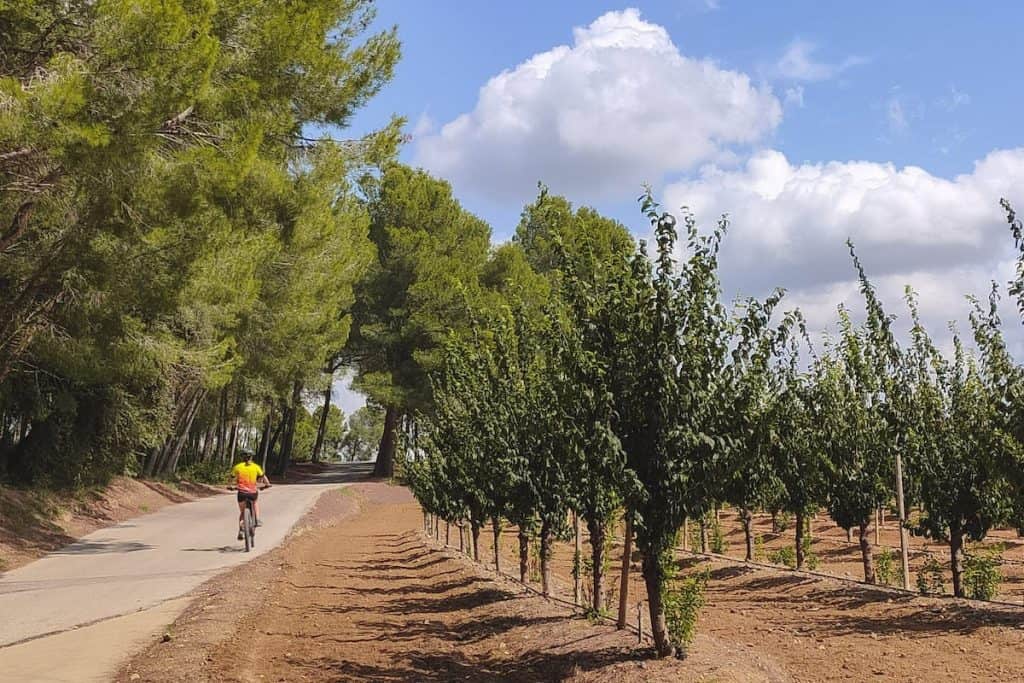 A person cycling the Olive oil route