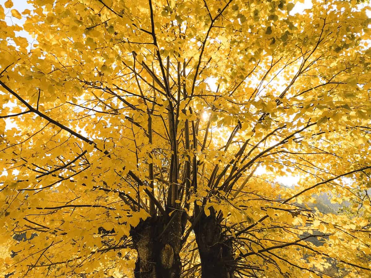 A tree with yellow leaves during autumn