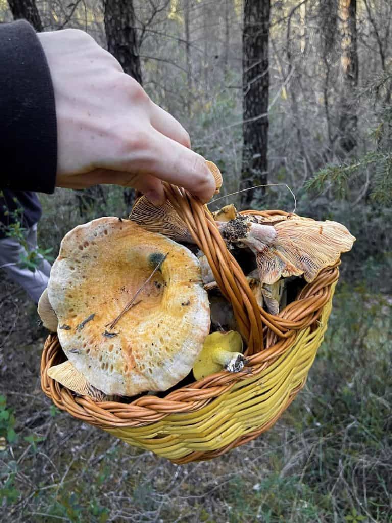 A person holding a basket full of mushrooms