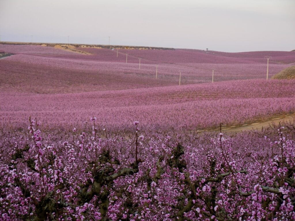 Peach blossoms in Aitona, a village close to Lleida