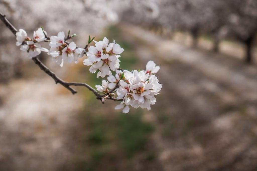 Almond blossoms in Catalonia