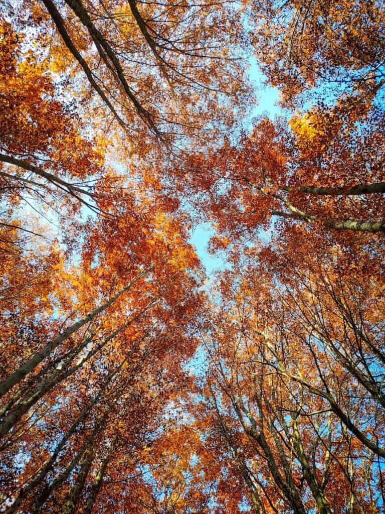 Autumn colours in the beech forest Fageda de Santa Fe, near Barcelona