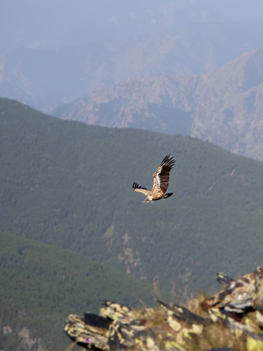 One of the bearded vulture we saw during the Coronallacs route