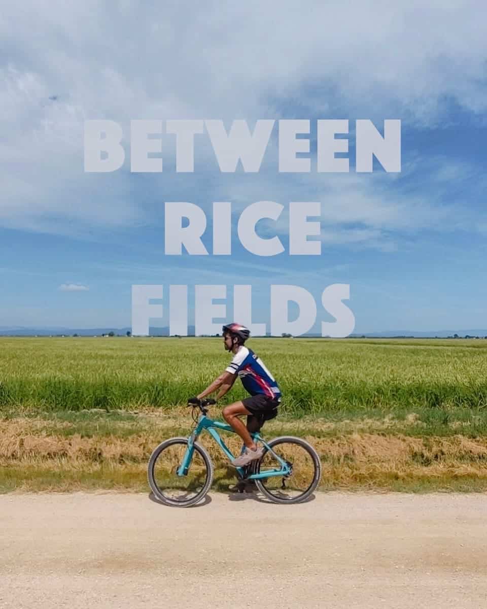 Between Rice Fields cover