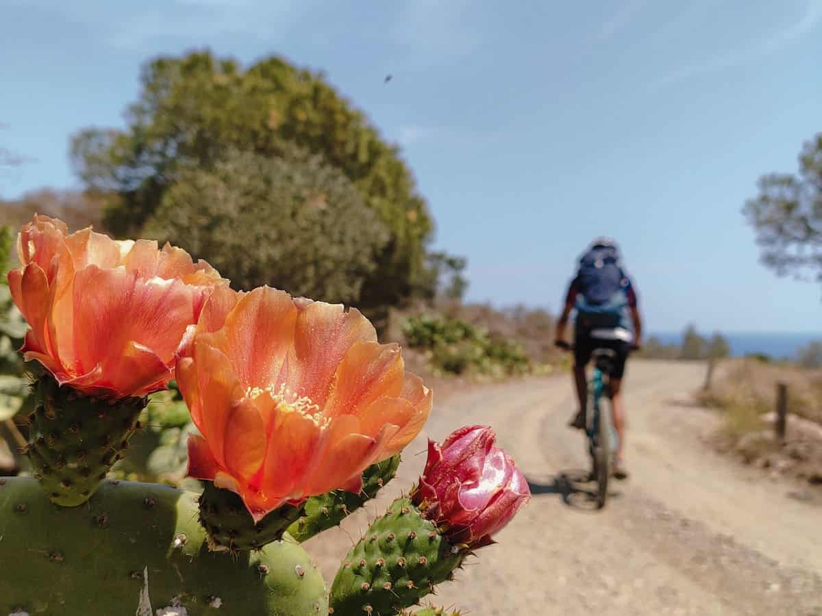 Cactus flowers we found when cycling in Costa Brava