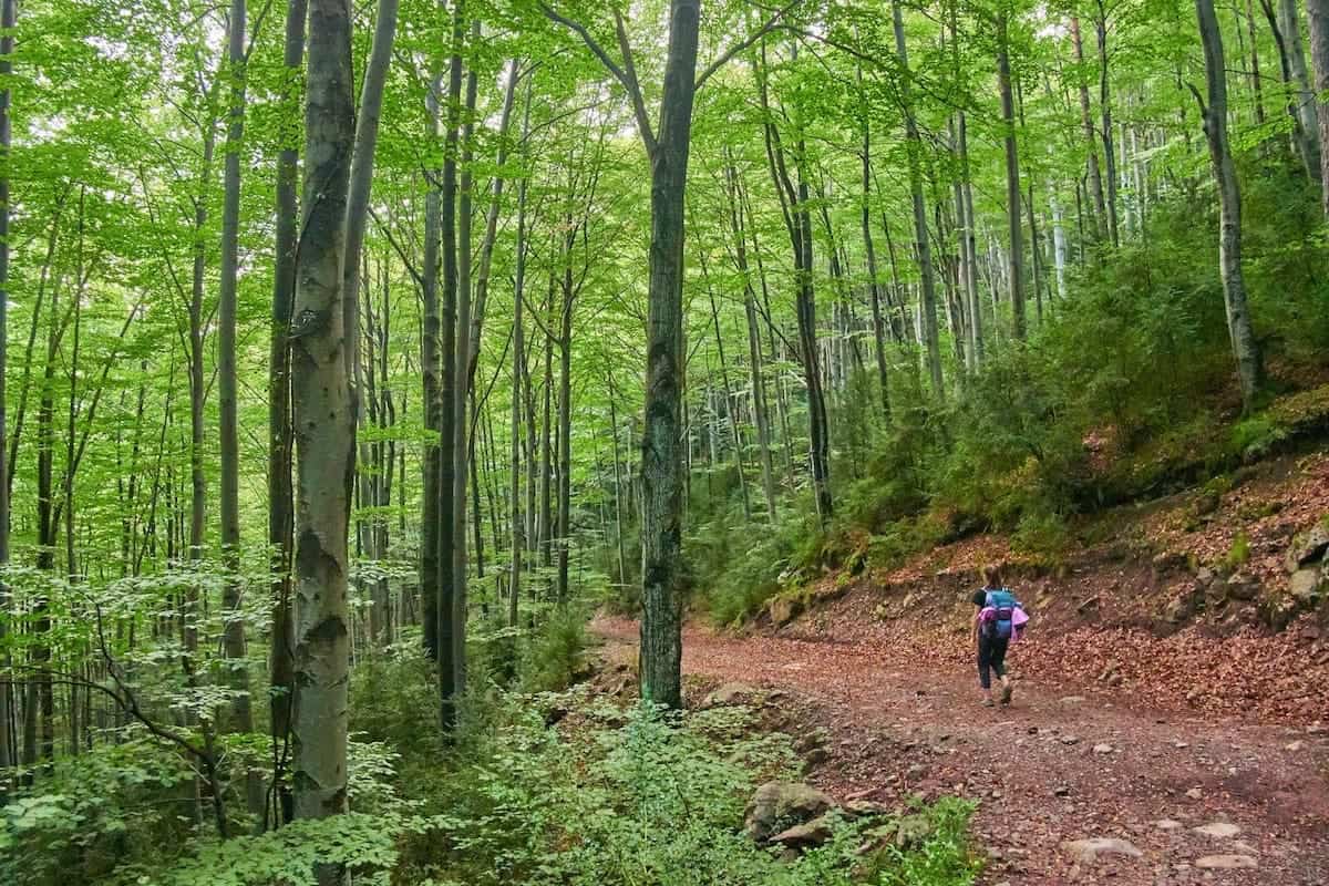 A hiker in a forest section of Cavalls del Vent