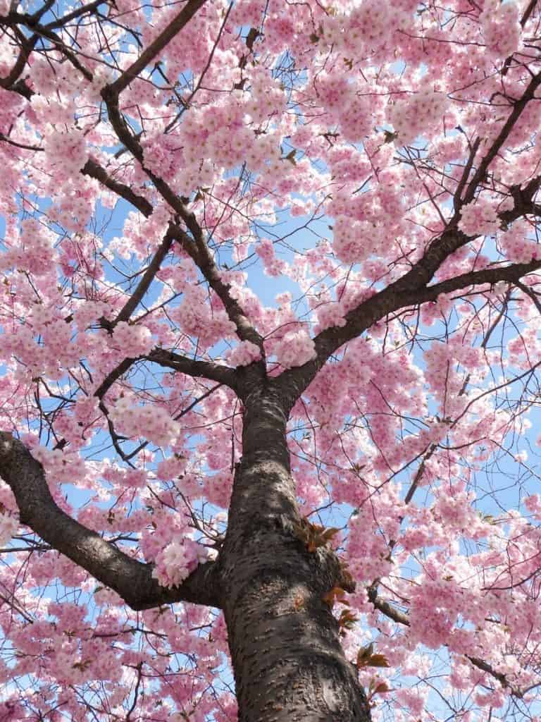 Cherry blossoms in Catalonia