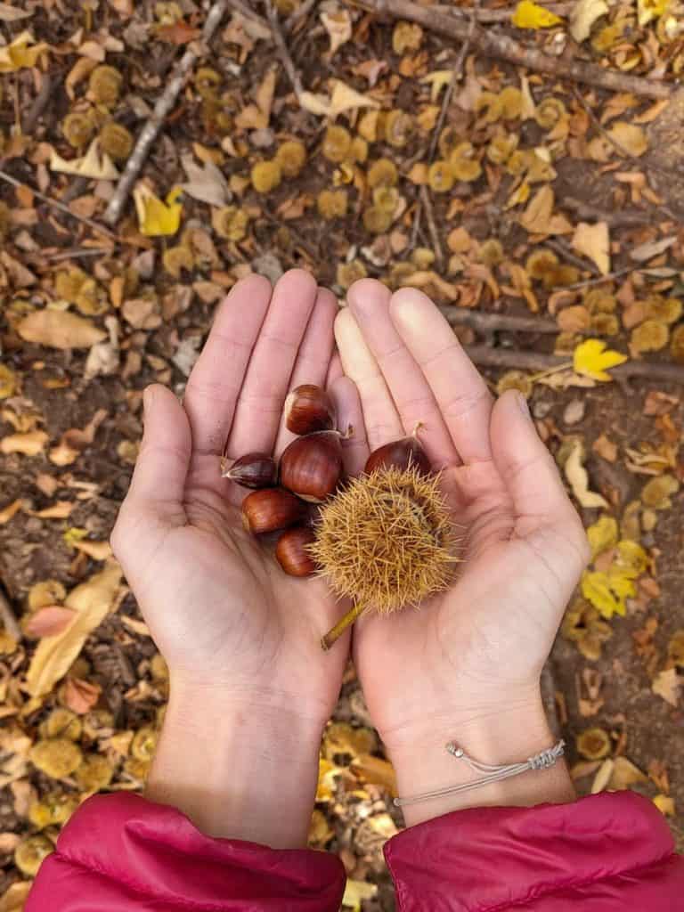 A person holding chestnuts in her hands