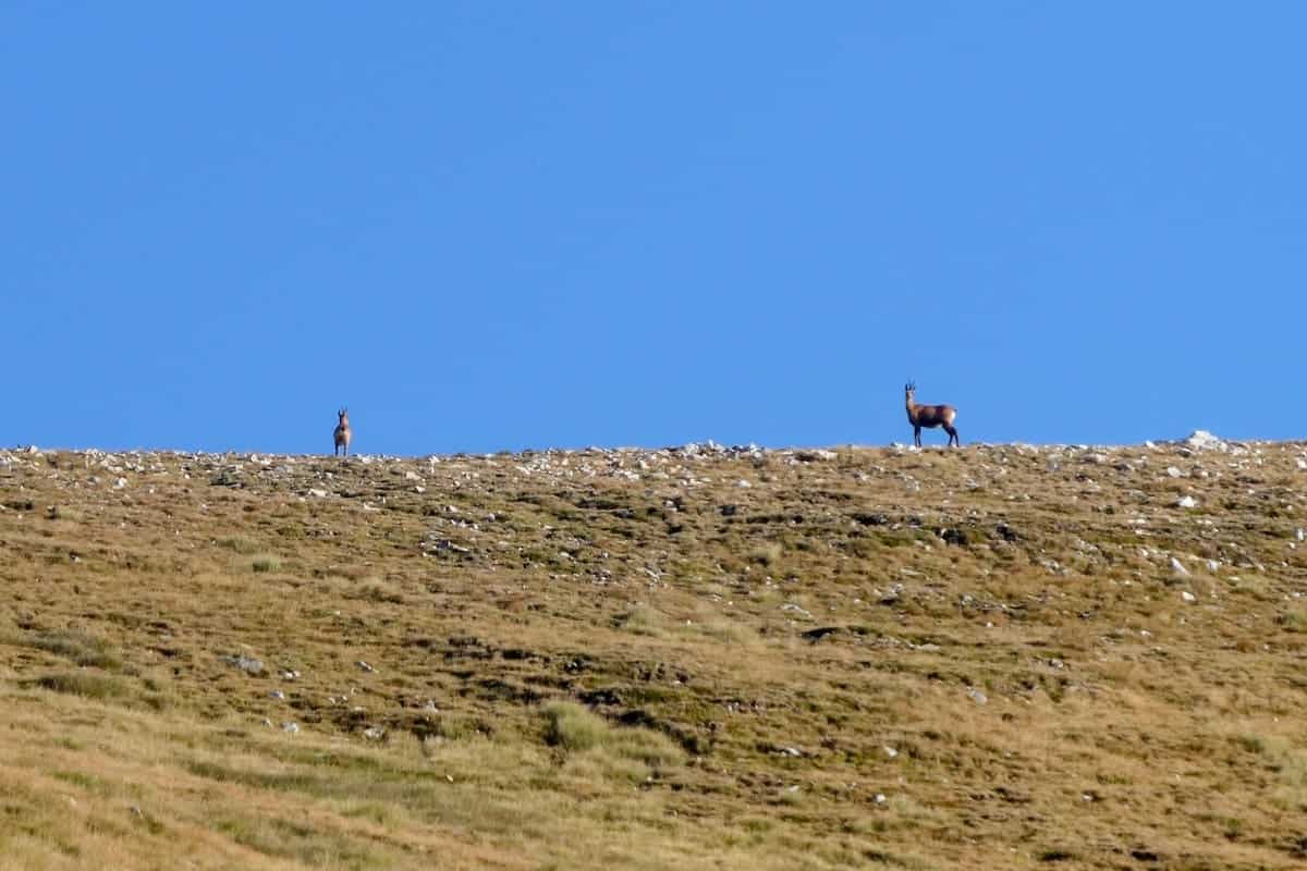 A couple of deer in the Pyrenees we spotted during the Travessa dels 3 Refugis