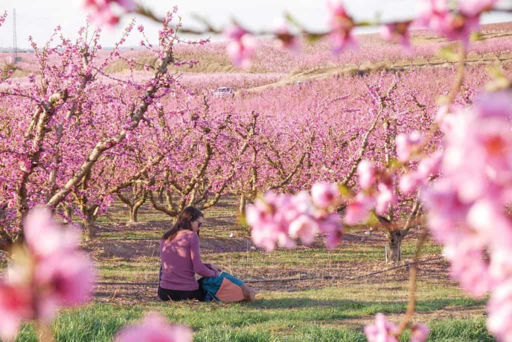 A woman sitting in the middle of a peach blossoms field in Aitona