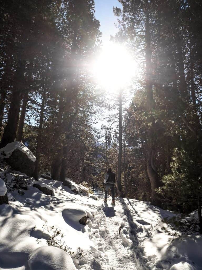 Snowshoeing through black pine forests on the way to Estany d'Ensangents