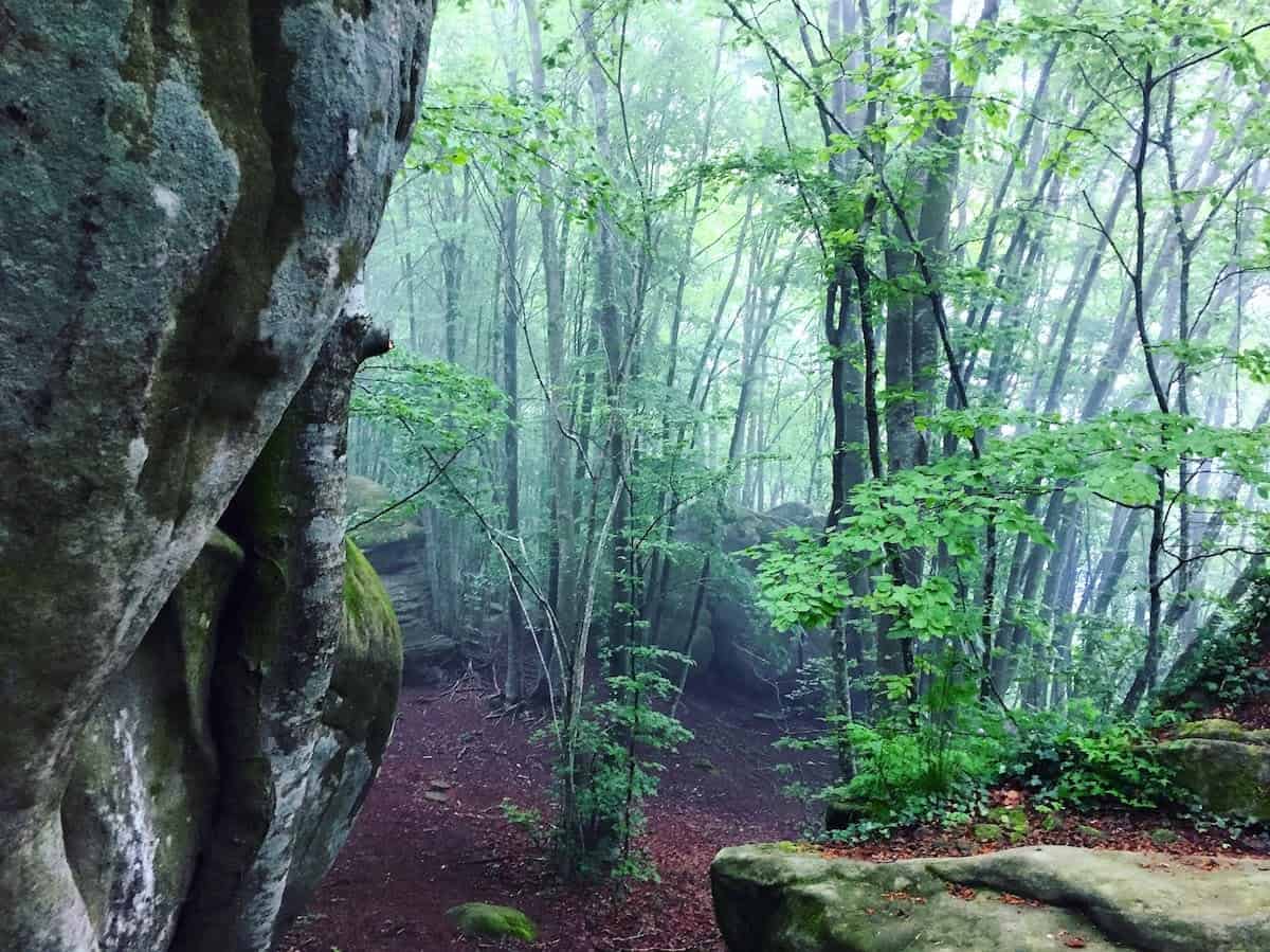 Fageda de la Grevolosa