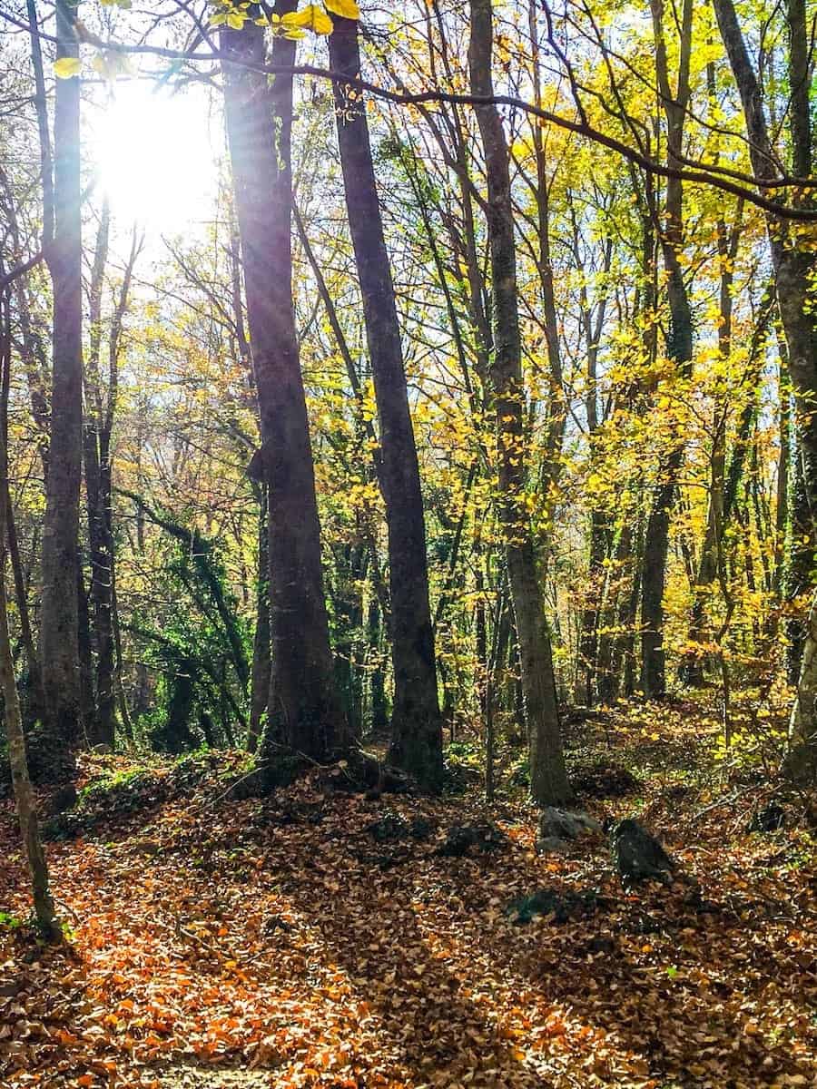 Fageda d'en Jordà