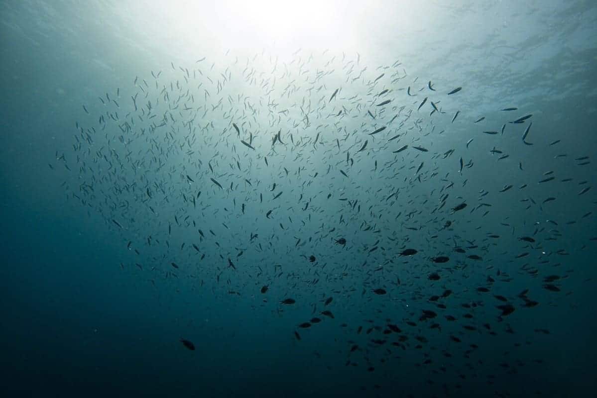 A school of fish in the Medes Islands