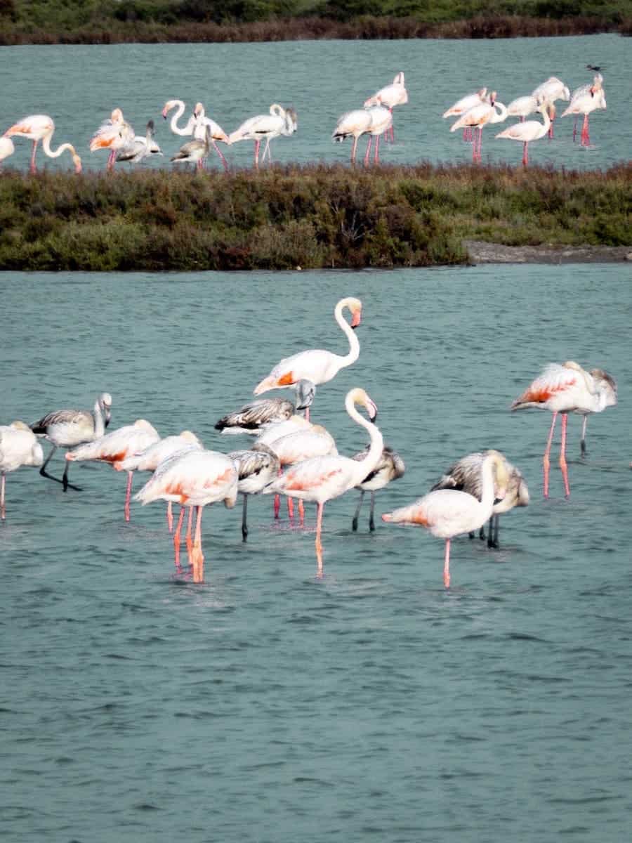 Flamingos in the lagoon Encanyissada (Delta de l'Ebre)