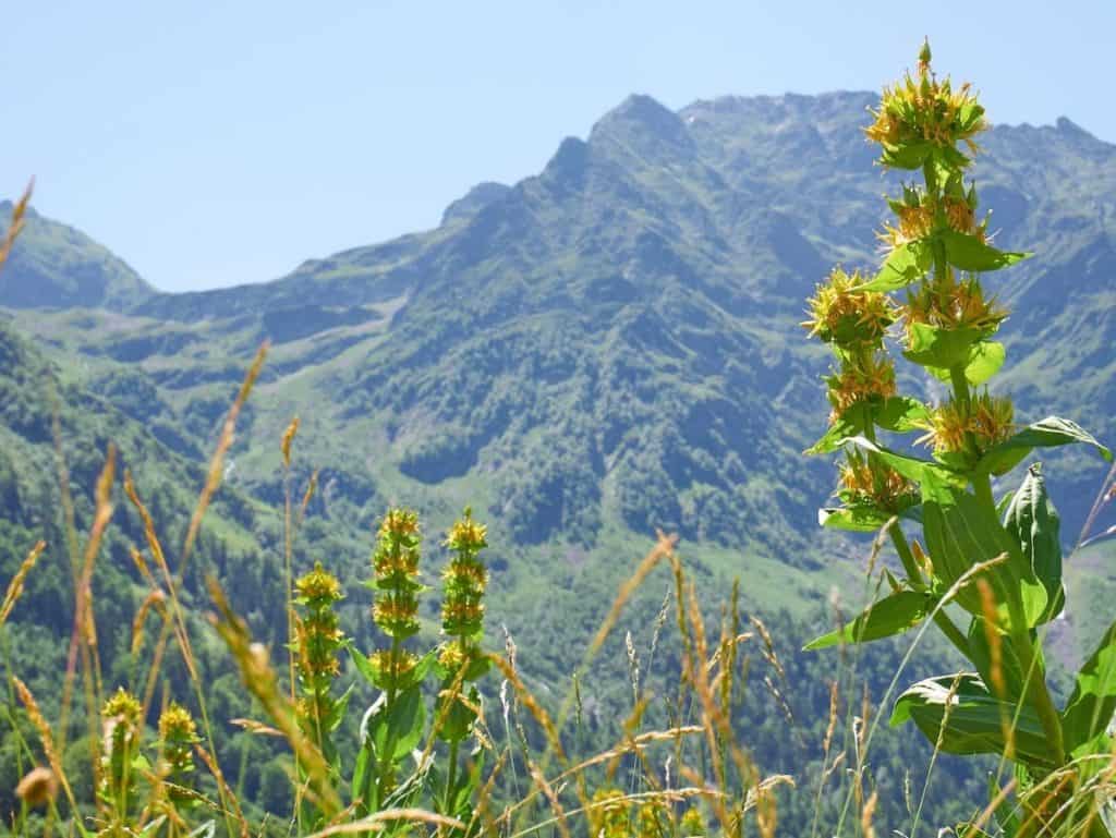 Wildflowers in the Vall d'Aran