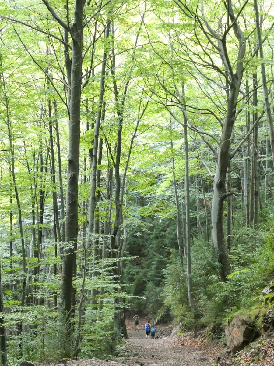 A trail crossing a forest in the Cavalls del Vent route