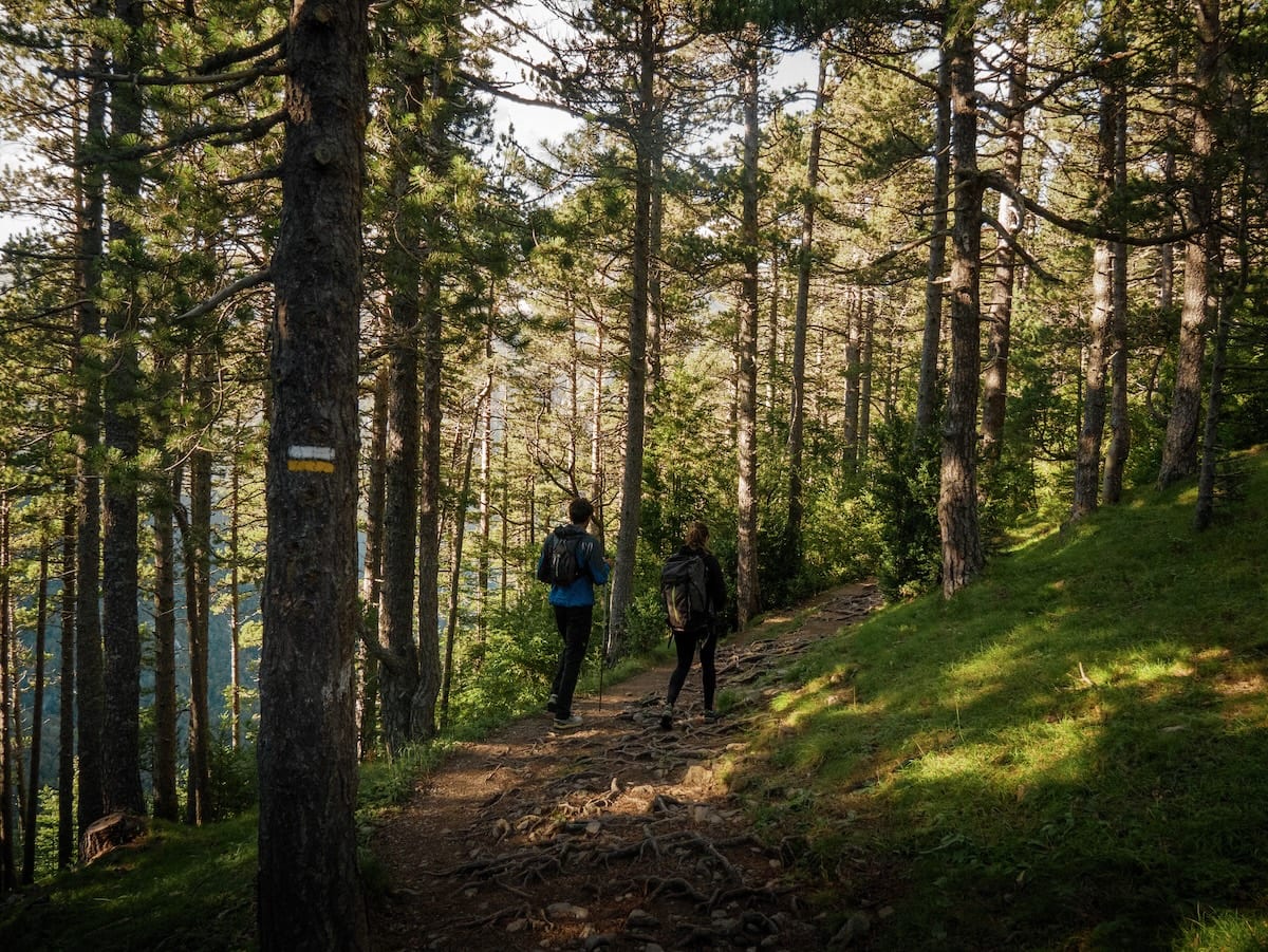 The beautiful forest between the parking lot and the Lluís Estasen mountain hut