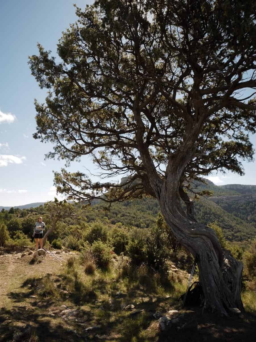 A giant juniper tree in El Gran Paseo de los Puertos de Beceite route