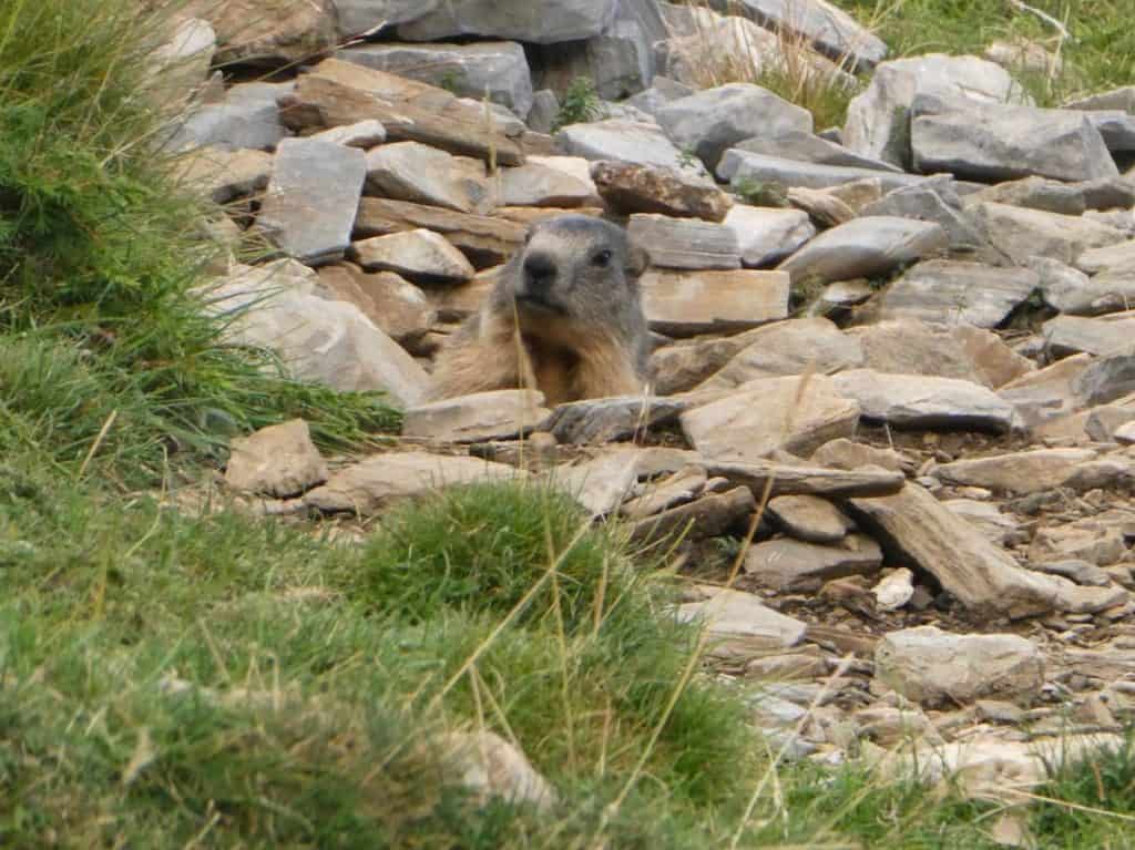 A groundhog we spotted during the Travessa dels 3 Refugis