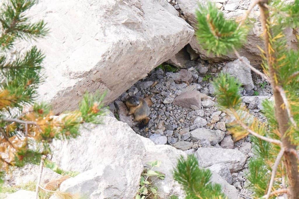 A groundhog hiding behind a rock