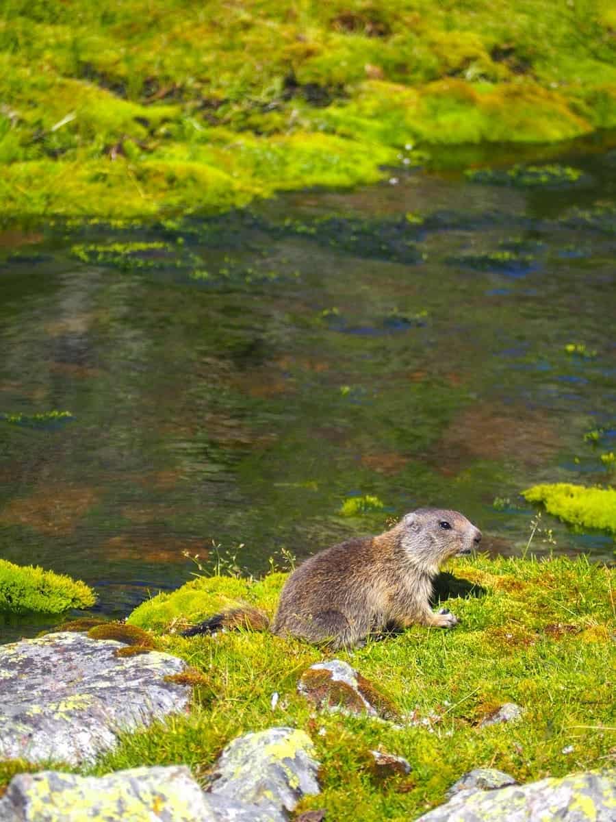 Groundhog we found while hiking La Porta del Cel