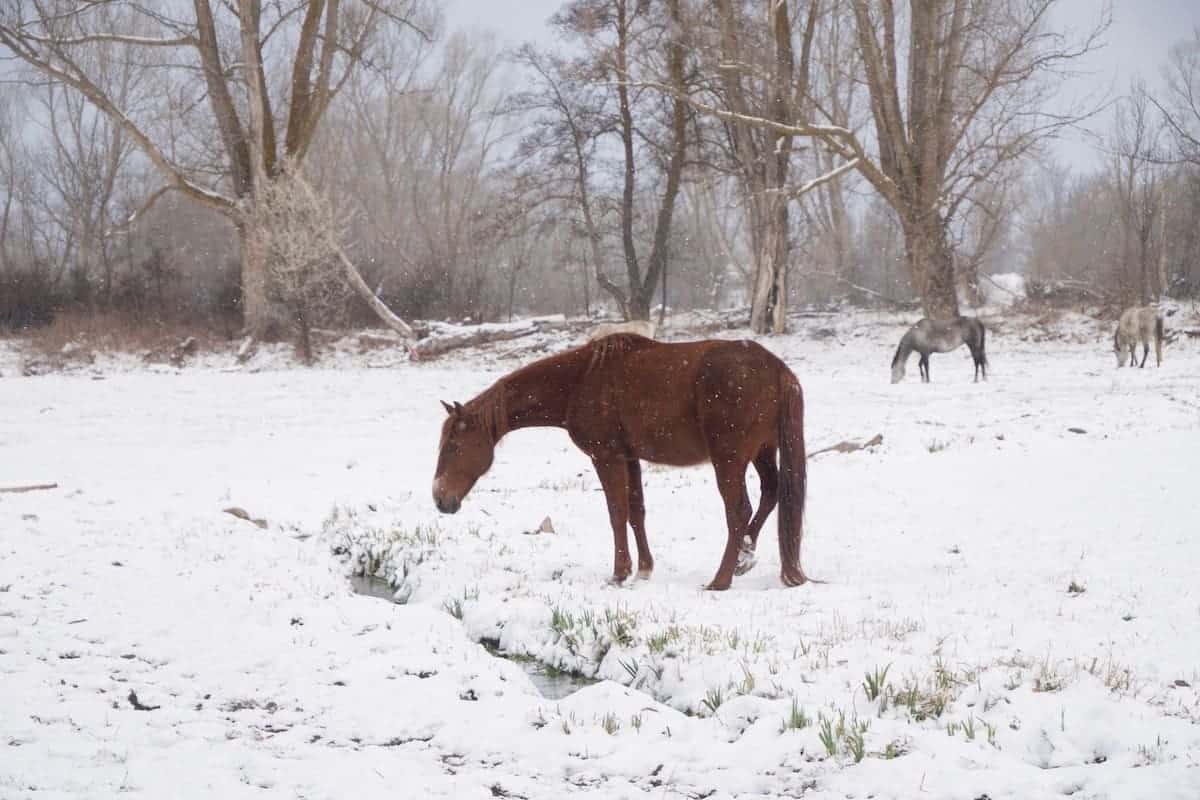 One of the horses at Mas Sant Marc