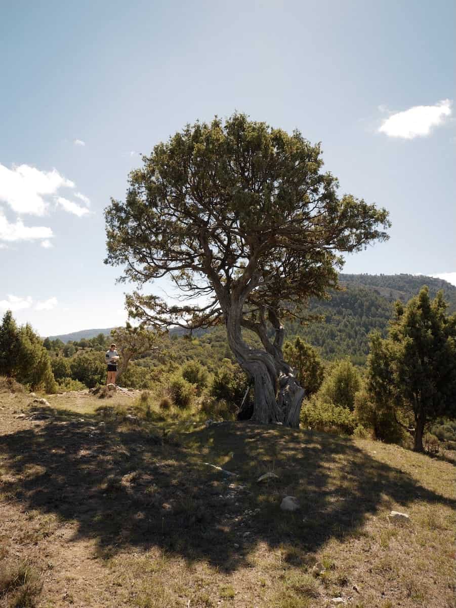 A big juniper tree we found along the Gran Paseo de los Puertos de Beceite