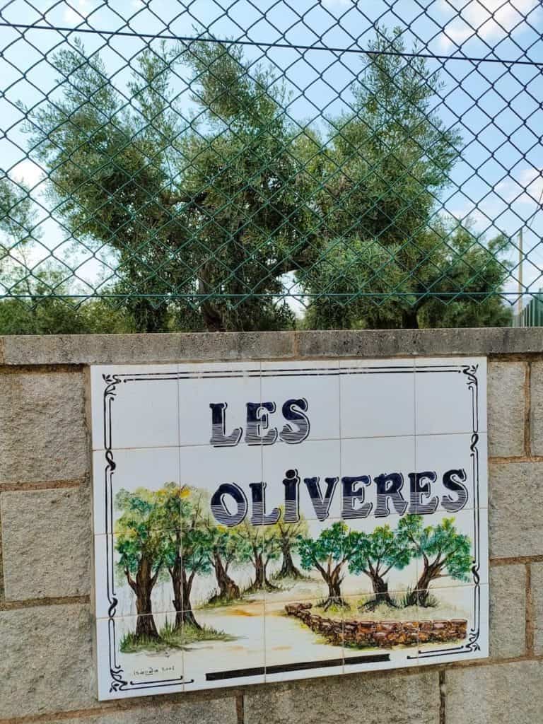 A sign indicating an olive tree field
