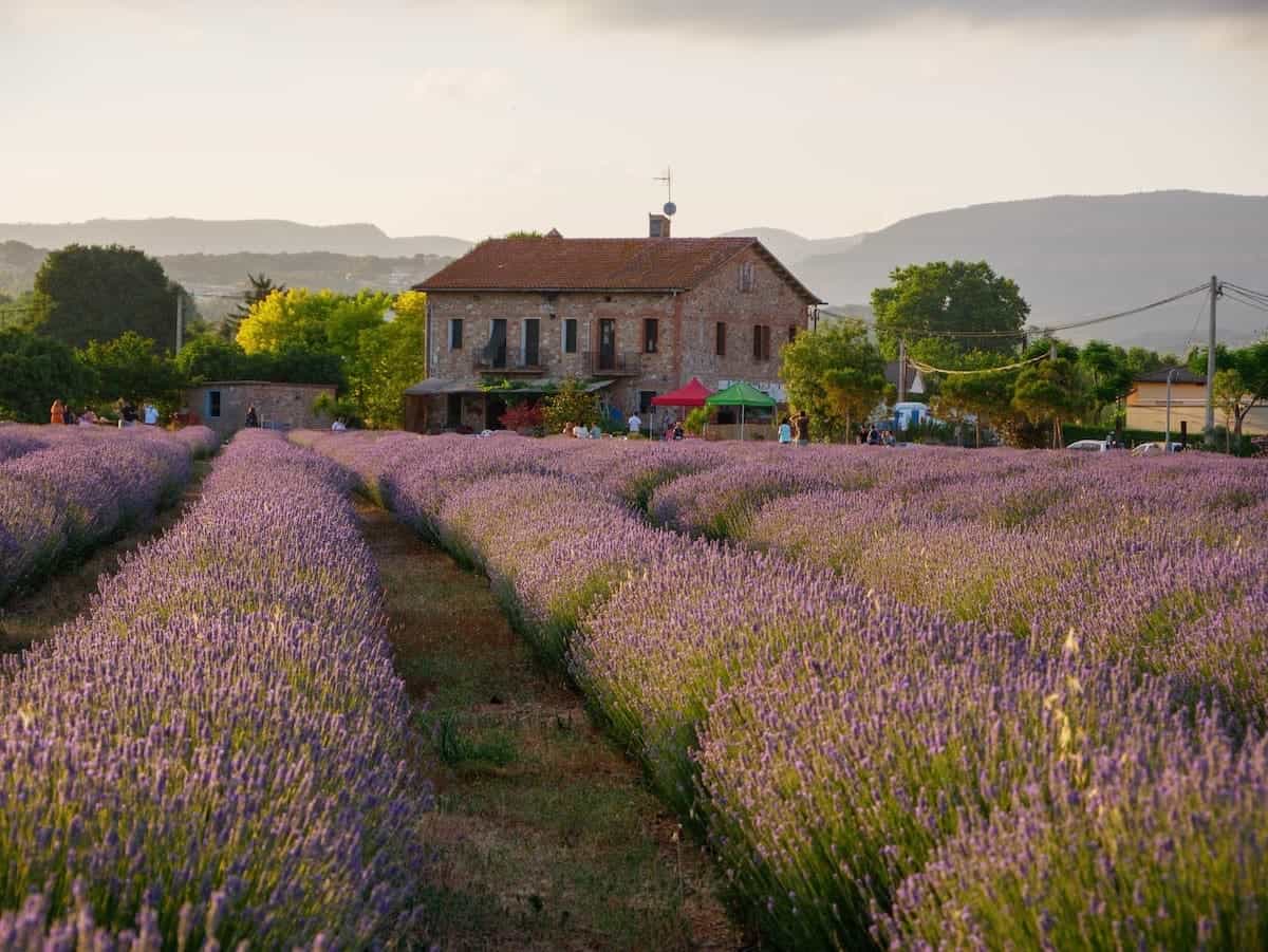 Lavender farm Mas Sampera