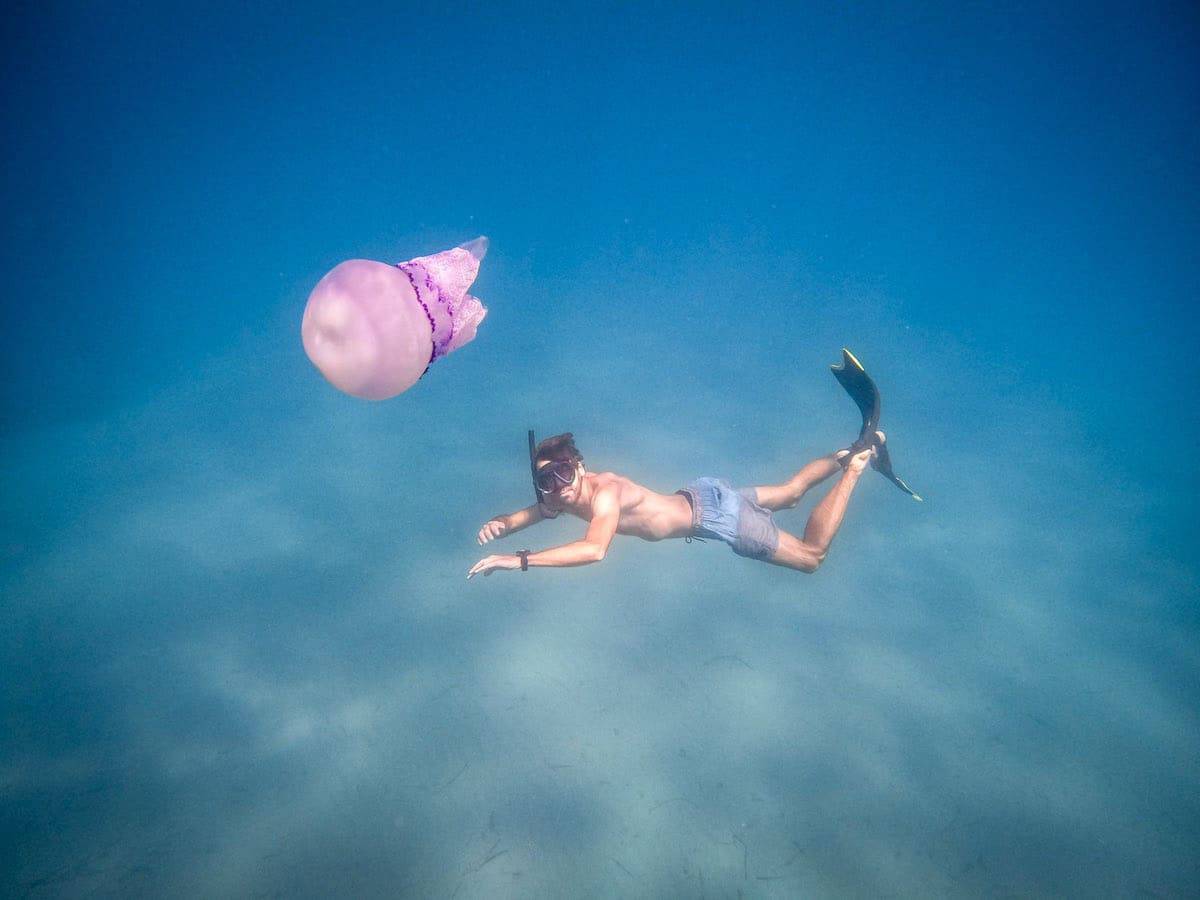 A person snorkelling in front of a jellyfish in Miami Platja