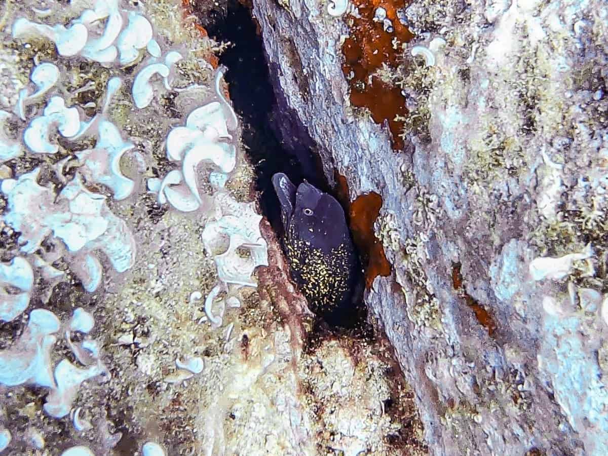 Moray eel in the Costa Brava