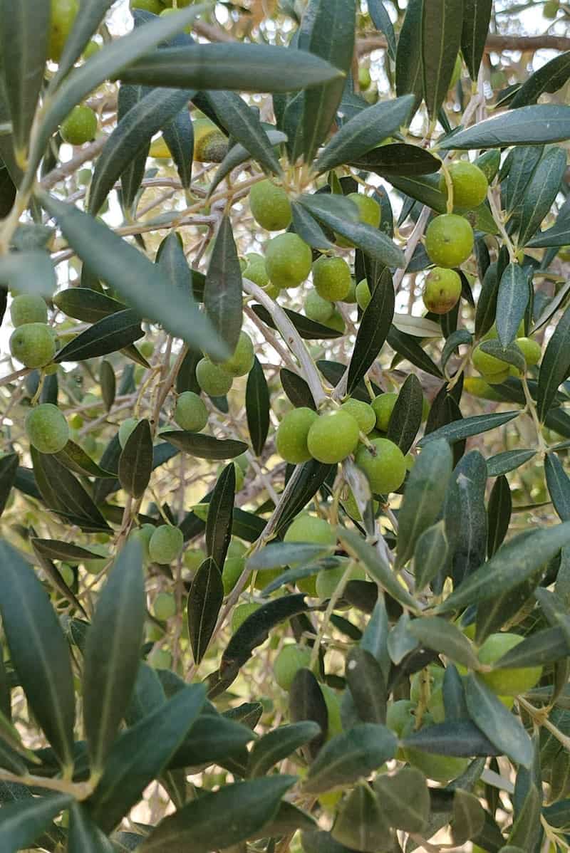 Olive tree