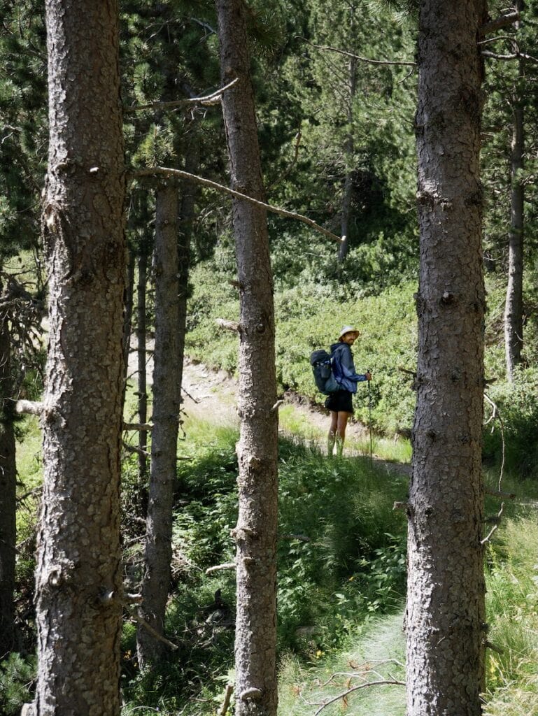 The forests of Pal Ski Resort