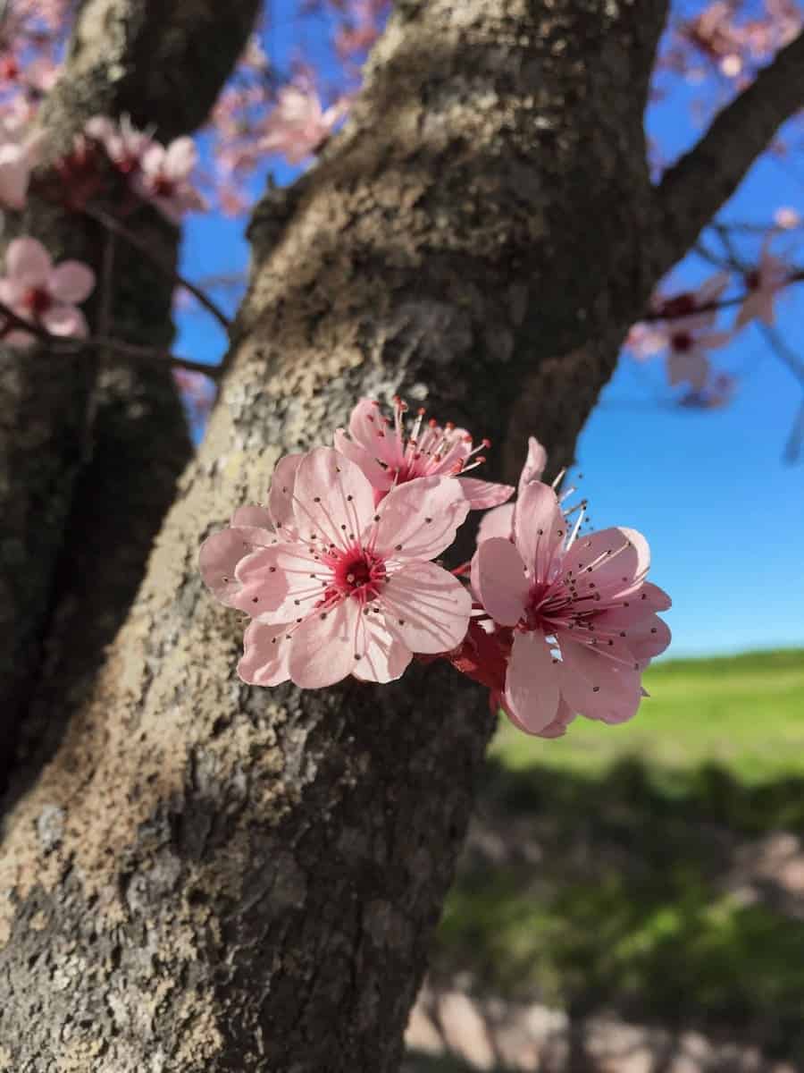 Pink cherry flowers in March in Catalonia