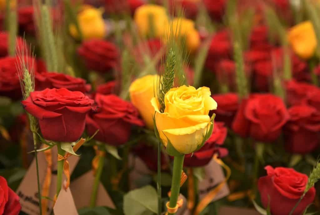 A bunch of yellow and red roses with the Catalan flag sold during Sant Jordi