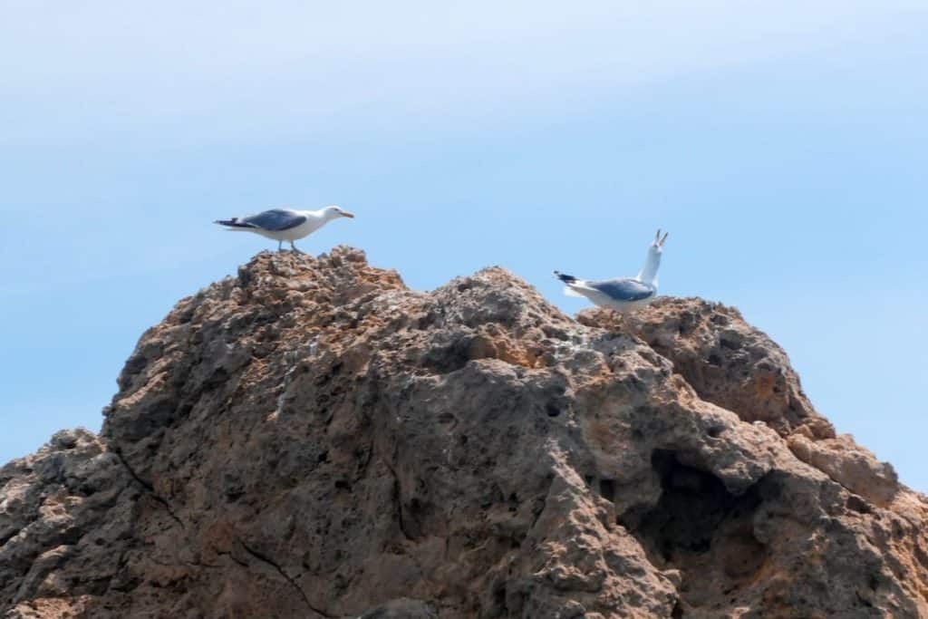 Two seagulls in the Medes Islands