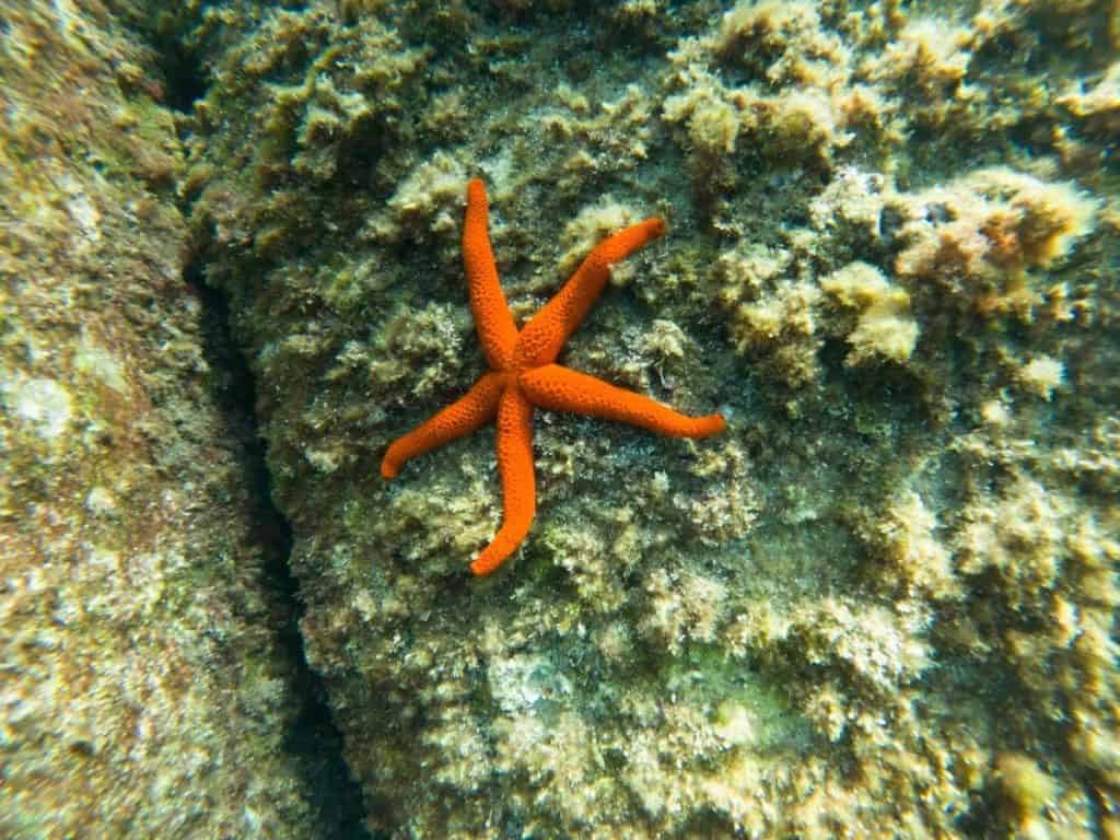 Starfish spotted while diving in the Costa Brava