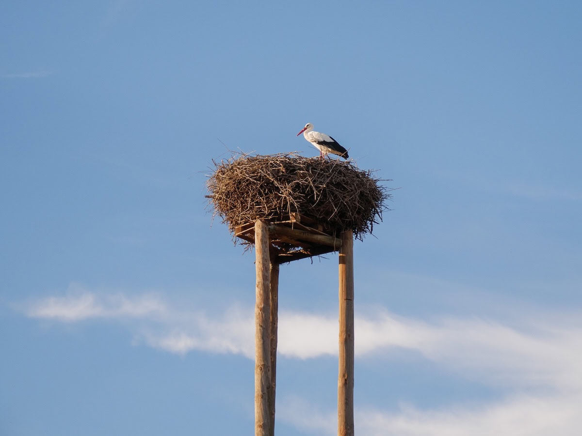 A stork at Estany d'Ivars i Vila-Sana