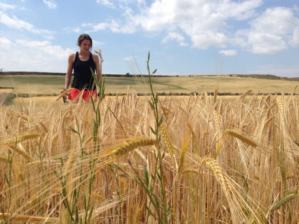 Wheat fields in Terres de Lleida