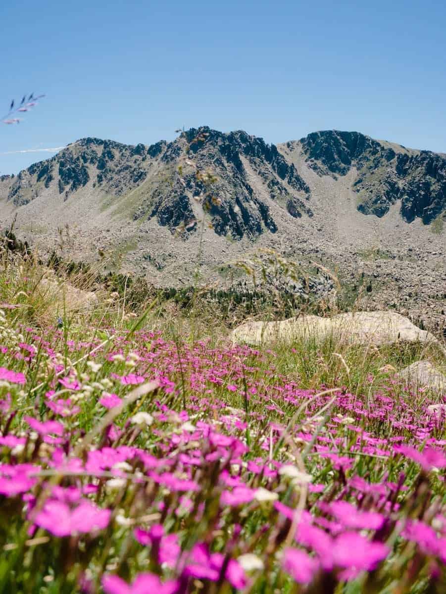 A patch of wildflowers in the mountains of Andorra