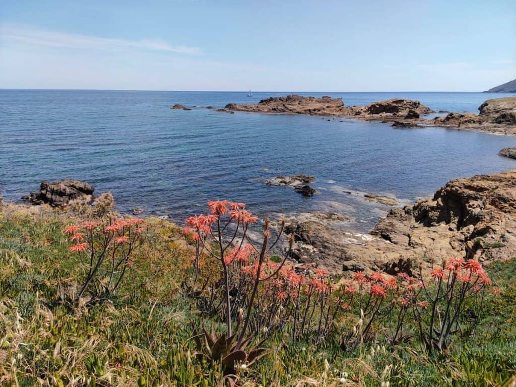 Wildflowers in Port de la Selva